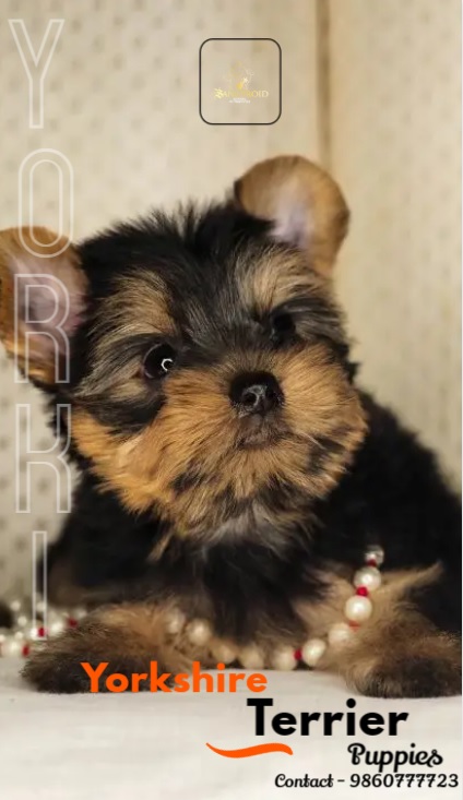 Image of Yorkshire Terrier posted on 2022-08-22 04:07:05 from Mumbai